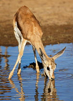 Springbok (Antidorcas marsupialis) lamb drinking from rainwater puddle. Kgalagadi Transfrontier Park, South Africa January