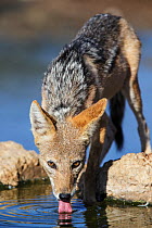 Black-backed Jackal (Canis mesomelas) drinking, Kgalagadi Transfrontier Park, South Africa. January