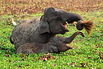 Indian elephant (Elephas maximus) mother and calf feeding in a bheel at Kaziranga National Park, Assam, India