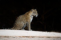 Jaguar (Panthera onca) sitting at night, Mato Grosso, Brazil