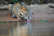 Jaguar (Pantera onca) drinking, Mato Grosso, Brazil