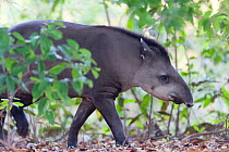 Brazilian Tapir (Tapir terrestris) Mato Grosso, Brazil, South America. Endangered species.