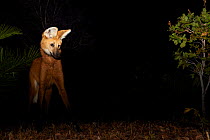 Maned wolf (Chrysocyon brachyurus) searching for food at night, Piaui, Cerrado, Brazil, South America