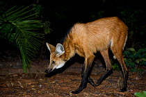 Maned wolf (Chrysocyon brachyurus) searching for food, Piaui, Cerrado, Brazil, South America
