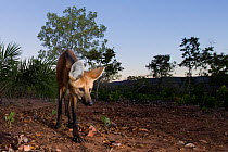 Maned wolf (Chrysocyon brachyurus) searching for food, Piaui, Cerrado, Brazil, South America