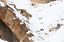 Snow Leopard (Uncia uncia) walking down snow covered slope, Hemis National Park, Ladakh, India
