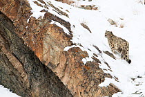 Snow Leopard (Uncia uncia) walking down snow covered slope, Hemas National Park, Ladakh, India