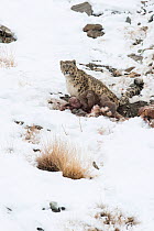 Snow Leopard (Uncia uncia) with Himalayan Blue Sheep (Pseudois nayaur) kill, Hemas National Park, Ladakh, India