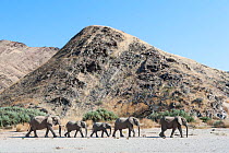African elephant (Loxodonta africana) herd walking in procession, Kaokoveld Desert, Namibia