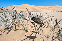Desert Chameleon (Chamaeleo namaquensis) in bush, Namib desert, Namibia