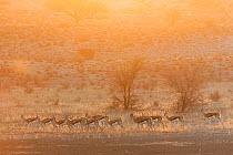 Springboks (Antidorcas marsupialis) walking along a dry river bed at dawn, Kgalagadi Transfrontier Park, South Africa