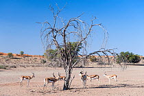 Springbok (Antidorcas marsupialis) seek shade under tree,  Kgalagadi Transfrontier Park, South Africa