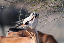 Springbok (Antidorcas marsupialis) feeding,  Kgalagadi Transfrontier Park, South Africa