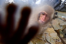 Japanese Macaque (Macaca fuscatata) juvenile, reaching out to touch the camera,  Jigokudani, Nagano Prefecture, Honshu, Japan