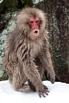 Japanese Macaque (Macaca fuscatata) juvenile with fur puffed up hooting in alarm, Jigokudani, Nagano Prefecture, Honshu, Japan