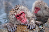 Japanese Macaques (Macaca fuscatata) in hot springs, Jigokudani, Nagano Prefecture, Honshu, Japan