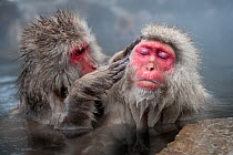Japanese Macaques (Macaca fuscatata) grooming in hot springs, Jigokudani, Nagano Prefecture, Honshu, Japan