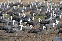 Flock of Hooded Cranes (Grus monacha) Kyushu, Japan