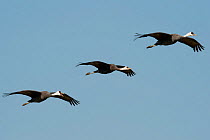 Hooded Cranes (Grus monacha) in flight, Kyushu, Japan