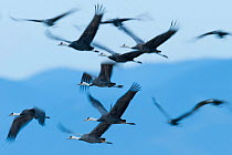 Flock of Hooded Cranes (Grus monacha) in flight Kyushu, Japan