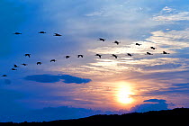 Flock of Hooded Cranes (Grus monacha) in flight at sunrise, Kyushu, Japan