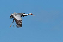 White naped crane (Grus vipio) in flight, Kyushu, Japan