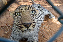 Male Arabian Leopard (Panthera pardus nimr) seen through wire fencing at the Arabian Wildlife Centre & captive-breeding project, Sharjah, United Arab Emirates.