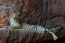 Male Arabian Leopard (Panthera pardus nimr) resting on rocks, at the Arabian Wildlife Centre & captive-breeding project, Sharjah, United Arab Emirates.