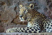 Male Arabian Leopard (Panthera pardus nimr) at the Arabian Wildlife Centre & captive-breeding project, Sharjah, United Arab Emirates.