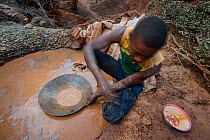 Gold miner digging and panning for gold in the forests near Andranotsimaty, Daraina, north east Madagascar. November 2012
