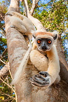 Golden-crowned Sifaka or Tattersall's Sifaka (Propithecus tattersalli) climbing down tree in forests near Andranotsimaty, Daraina, north east Madagascar. Critically Endangered.