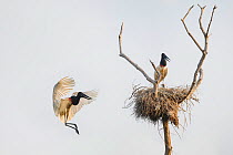Jabiru Storks (Jabiru mycteria) parent bird flying back to nest with other parent and chick. Taiama Ecological Reserve, Pantanal, Brazil. September 2012