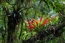 Bromeliads (Bromeliaceae) in the rainforest canopy. Serra dos Tucanos, Brazilian Atlantic Rainforest, Brazil.