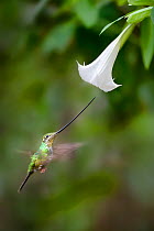 Sword-billed Hummingbird (Ensifera ensifera) feeding at an Angel's or Devil's Trumpet Flower (Datura sp.). Yanacocha montane cloud forest, Ecuador.