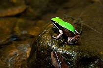 Marojejy Green-backed Mantella Frog (Mantella manery) on rock in lowland rainforest stream. Marojejy National Park, north east Madagascar.