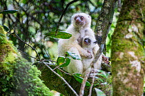 Female Silky Sifaka (Propithecus candidus) with 2-month old offspring. Marojejy National Park, north east Madagascar. Critically Endangered