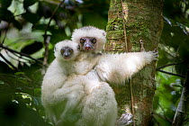RF- Female Silky Sifaka (Propithecus candidus) with 2-month old offspring. Marojejy National Park, North east Madagascar.  Critically Endangered. (This image may be licensed either as rights managed o...