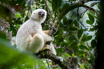 Adult male Silky Sifaka (Propithecus candidus) in forest canopy. Marojejy National Park, north east Madagascar. Critically Endangered