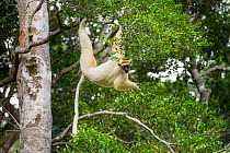 Golden-crowned Sifaka or Tattersall's Sifaka (Propithecus tattersalli) in forest near Andranotsimaty, Daraina, north east Madagascar. Critically Endangered.