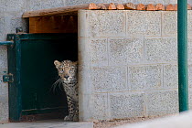 Male Arabian Leopard (Panthera pardus nimr) looking out at its enclosure, at the Arabian Wildlife Centre & captive-breeding project, Sharjah, United Arab Emirates. March 2013