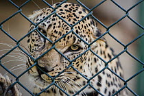 Male Arabian Leopard (Panthera pardus nimr) at the Arabian Wildlife Centre & captive-breeding project, Sharjah, United Arab Emirates. March 2013