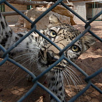 Male Arabian Leopard (Panthera pardus nimr) at the Arabian Wildlife Centre & captive-breeding project, Sharjah, United Arab Emirates. April 2013