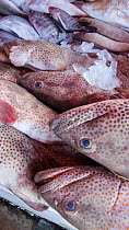 Immature Areolate Grouper or Rock Cod (Epinephelus areolatus) on sale in fish souk (market) in Sharjah, United Arab Emirates. April 2013