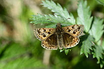 Dingy Skipper (Erynnis tages) butterfly sunning itself on Silverweed leaf, Dorset, UK, May.