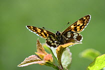 Duke of Burgundy Fritillary (Hamearis lucina) male butterfly at rest, Dorset, UK, June.