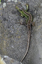 Sand Lizard (Lacerta agilis) male in breeding colours, Dorset, UK, May.
