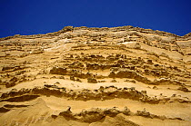 Sandstone cliff east of West Bay, Dorset, UK. Showing bands of Bridport sands on the Jurassic coast. November 2008