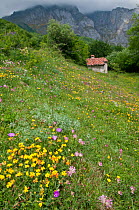 Alpine flower meadow with Birds Foot Trefoil (Lotus corniculatus), Bloody Cranesbill (Geranium sanguineum) and Alpine Eryngo (Eryngium alpinum) Picos de Europa, northern Spain. June.