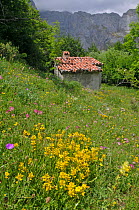 Alpine flower meadow with Birds Foot Trefoil (Lotus corniculatus), Bloody Cranesbill (Geranium sanguineum) and Alpine Eryngo (Eryngium alpinum) Picos de Europa, northern Spain. June.
