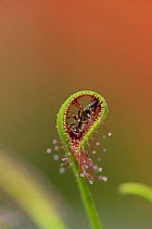Cape Sundew (Drosera capensis) with captured fly. Note how leaf has rolled over the prey.